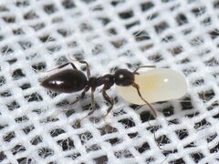 Technomyrmex difficilis