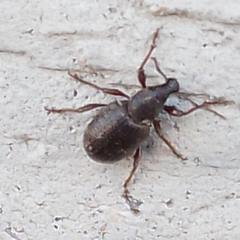 Otiorhynchus cribricollis