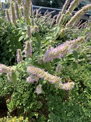Agastache
