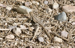 Uta stansburiana elegans
