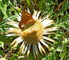 Carlina acanthifolia
