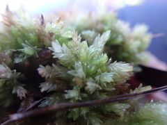 Sphagnum compactum