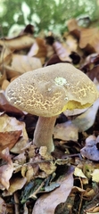 Suillus variegatus