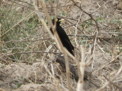 Hymenops perspicillatus