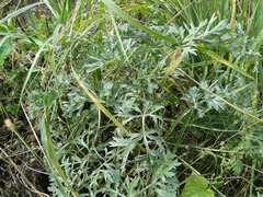 Artemisia absinthium