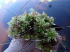 Sphagnum compactum