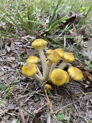 Armillaria