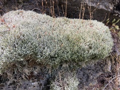 Racomitrium lanuginosum