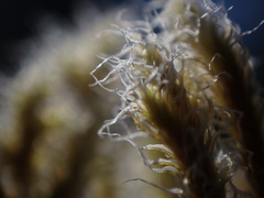 Racomitrium lanuginosum