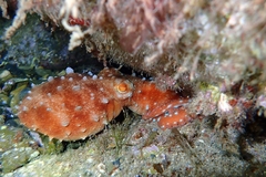 Callistoctopus macropus
