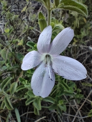 Barleria obtusa