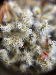 Racomitrium lanuginosum