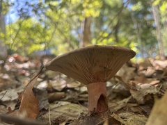 Lactarius helvus