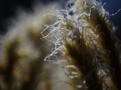 Racomitrium lanuginosum