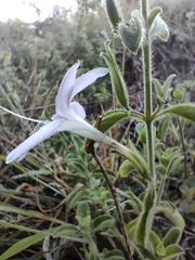 Barleria obtusa
