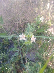 Tetraclea coulteri