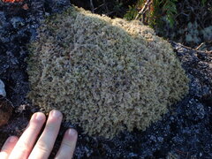 Racomitrium lanuginosum