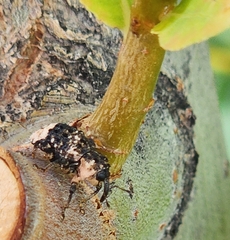 Cryptorhynchus lapathi