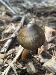 Pluteus cervinus