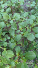 Trianthema portulacastrum