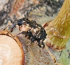 Cryptorhynchus lapathi