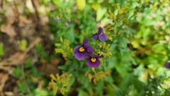 Nemesia