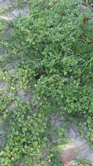 Trianthema portulacastrum