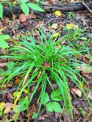 Carex sylvatica