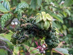 Phylloplecta tripunctata