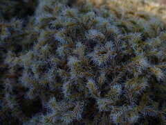 Racomitrium lanuginosum