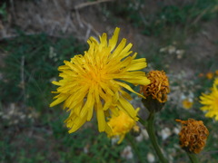 Crepis conyzifolia