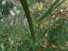 Crepis conyzifolia