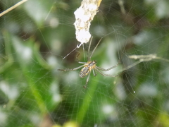 Mecynogea lemniscata