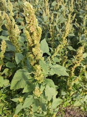 Amaranthus