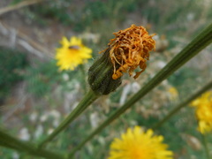 Crepis conyzifolia