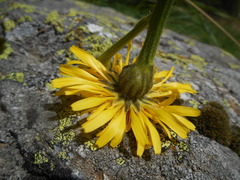 Crepis conyzifolia
