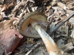 Pluteus cervinus