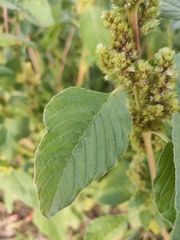 Amaranthus