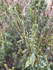Amaranthus