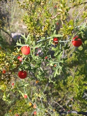 Ibervillea tenuisecta