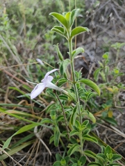 Barleria obtusa