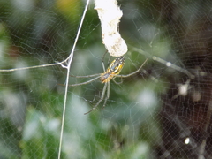 Mecynogea lemniscata