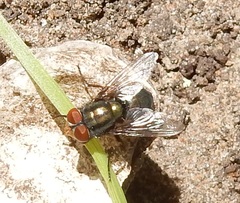 Chrysomya megacephala