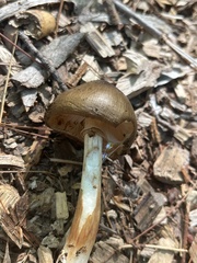 Pluteus cervinus