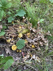 Armillaria