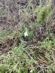 Barleria obtusa