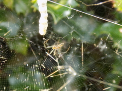 Mecynogea lemniscata