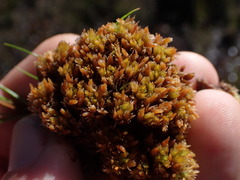 Sphagnum compactum