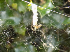 Mecynogea lemniscata