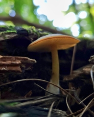 Rhodocybe
